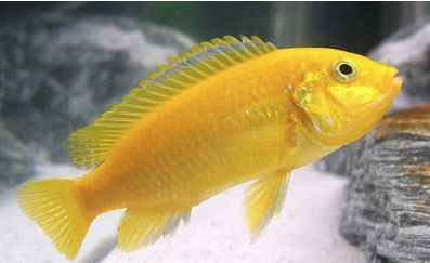 Electric Yellow Cichlid (Labidochromis Caeruleus)