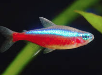 Cardinal Tetra (Paracheirodon axelrodi)