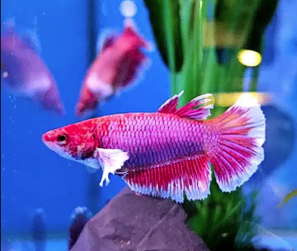 Female Dumbo Ear Betta