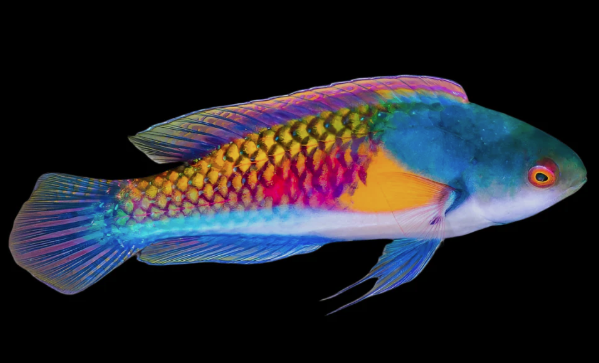 Yellow Flanked Fairy Wrasse (Cirrhilabrus Ryukyuensis)