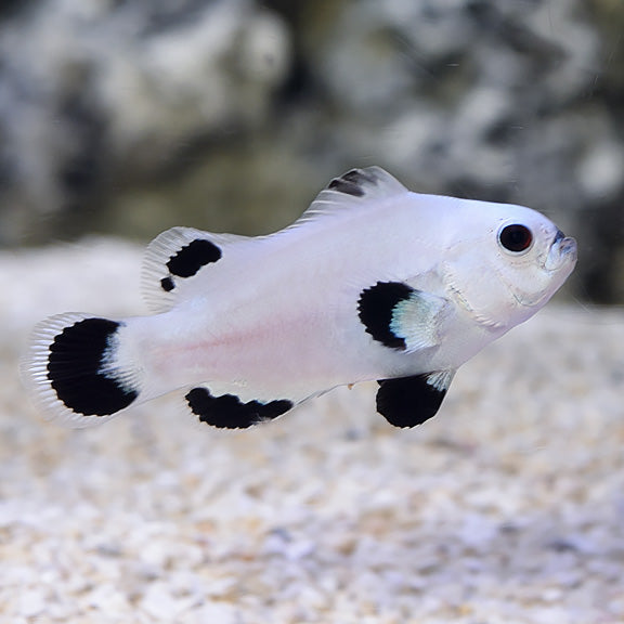 Snow Storm Clownfish (Amphiprion ocellaris)
