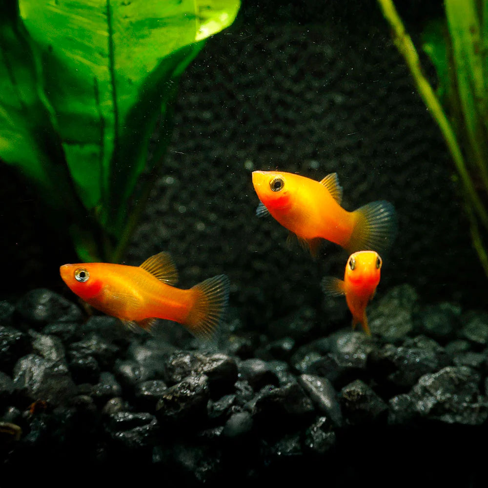 Mixed Platy (Xiphophorus sp.)