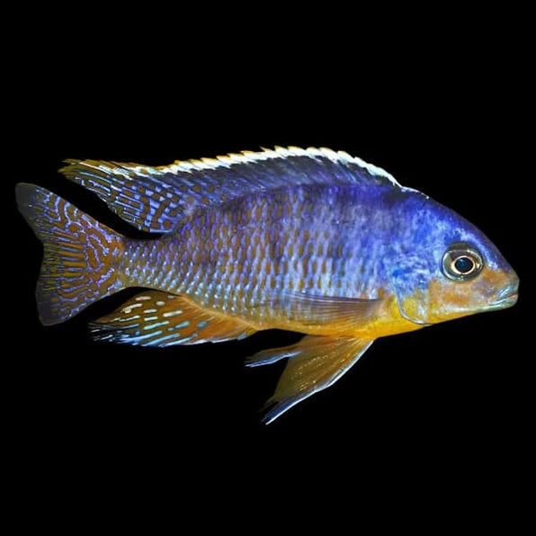 Taiwan Reef Cichlid (Protomelas sp. Taiwan Reef)