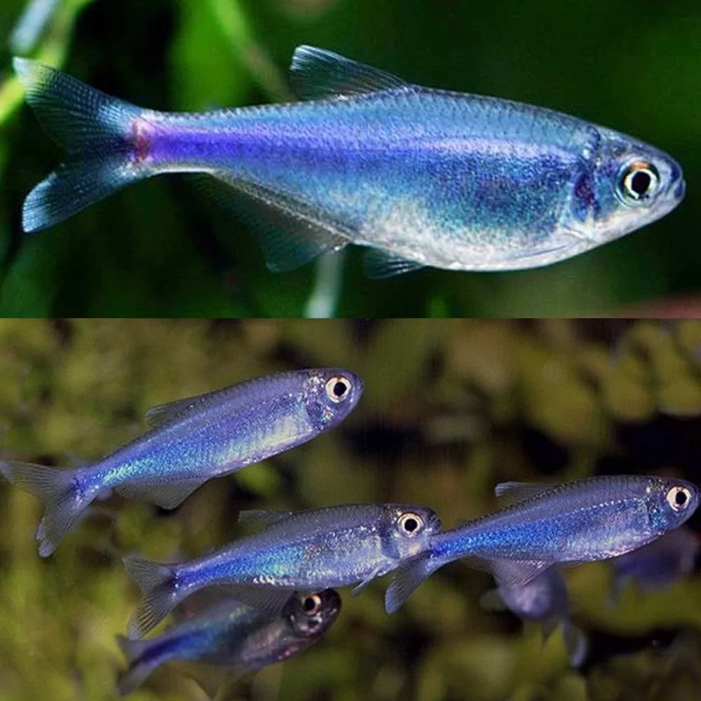 Blue King Tetra (Boehlkea fredcochui)