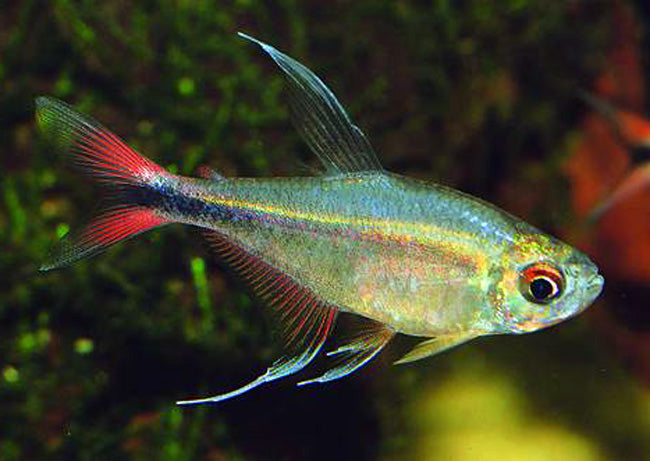 Phoenix Tetra (Hemigrammus filamentosus)