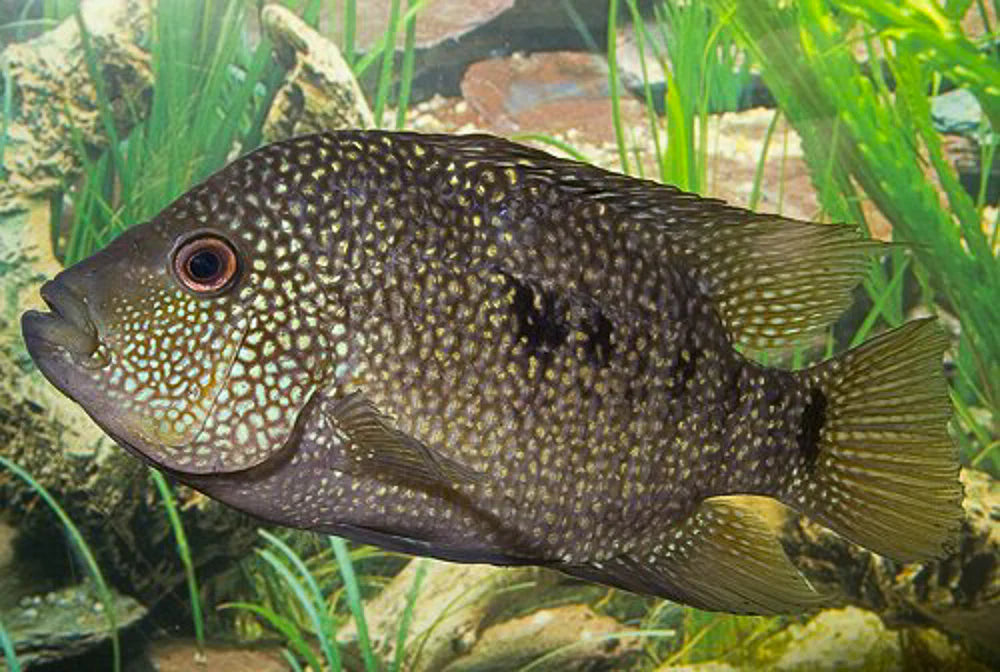 Texas Cichlid (Herichthys cyanoguttatus)