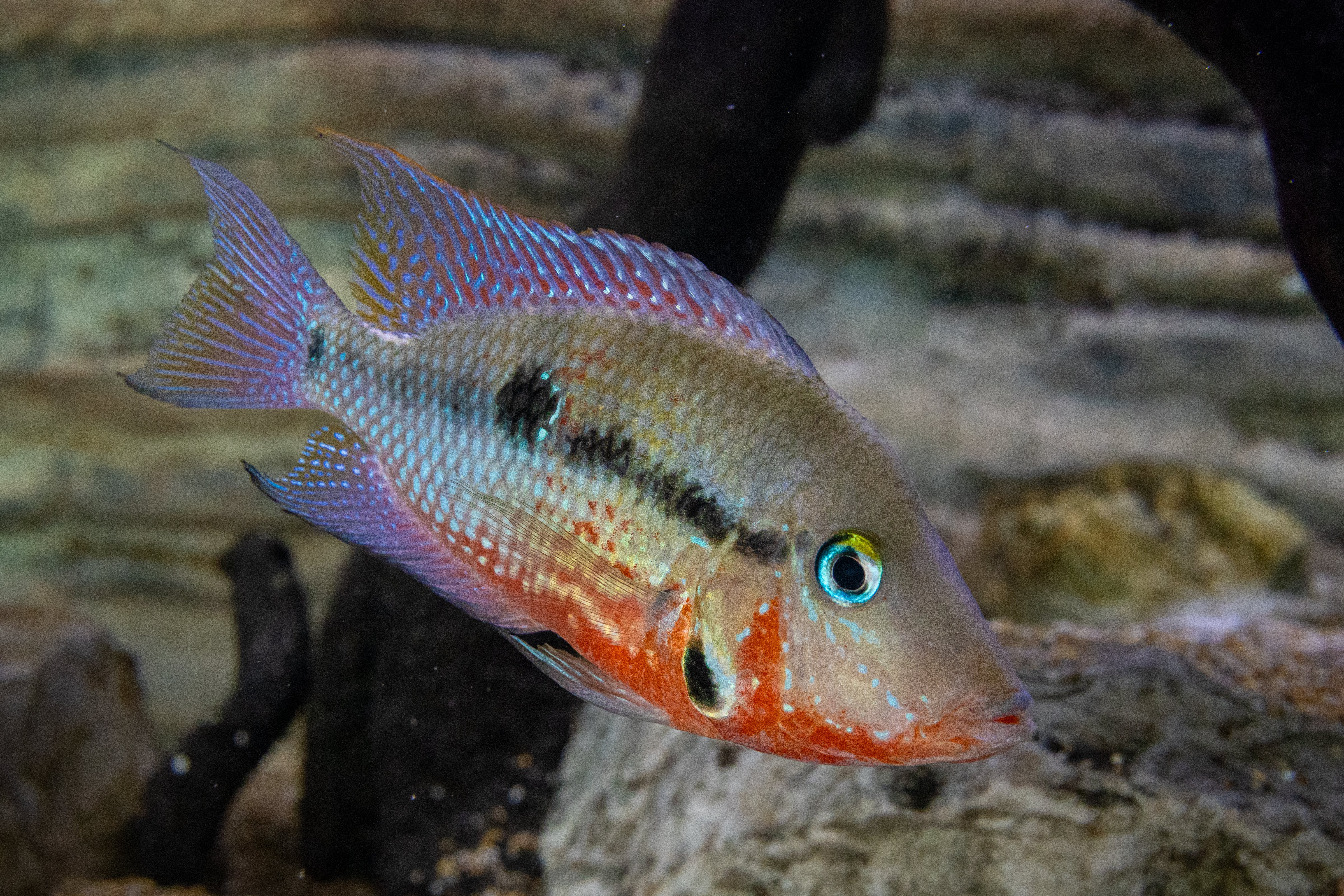 Firemouth Cichlid (Thorichthys meeki)
