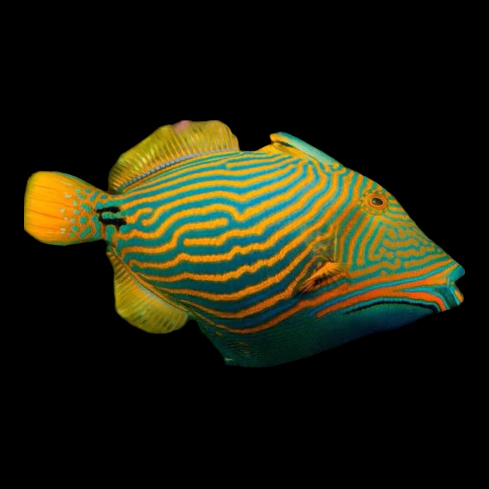 Undulated Triggerfish