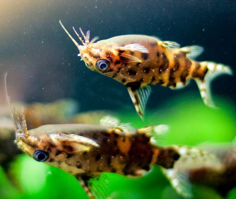 Upside-down Catfish (Synodontis nigriventris)