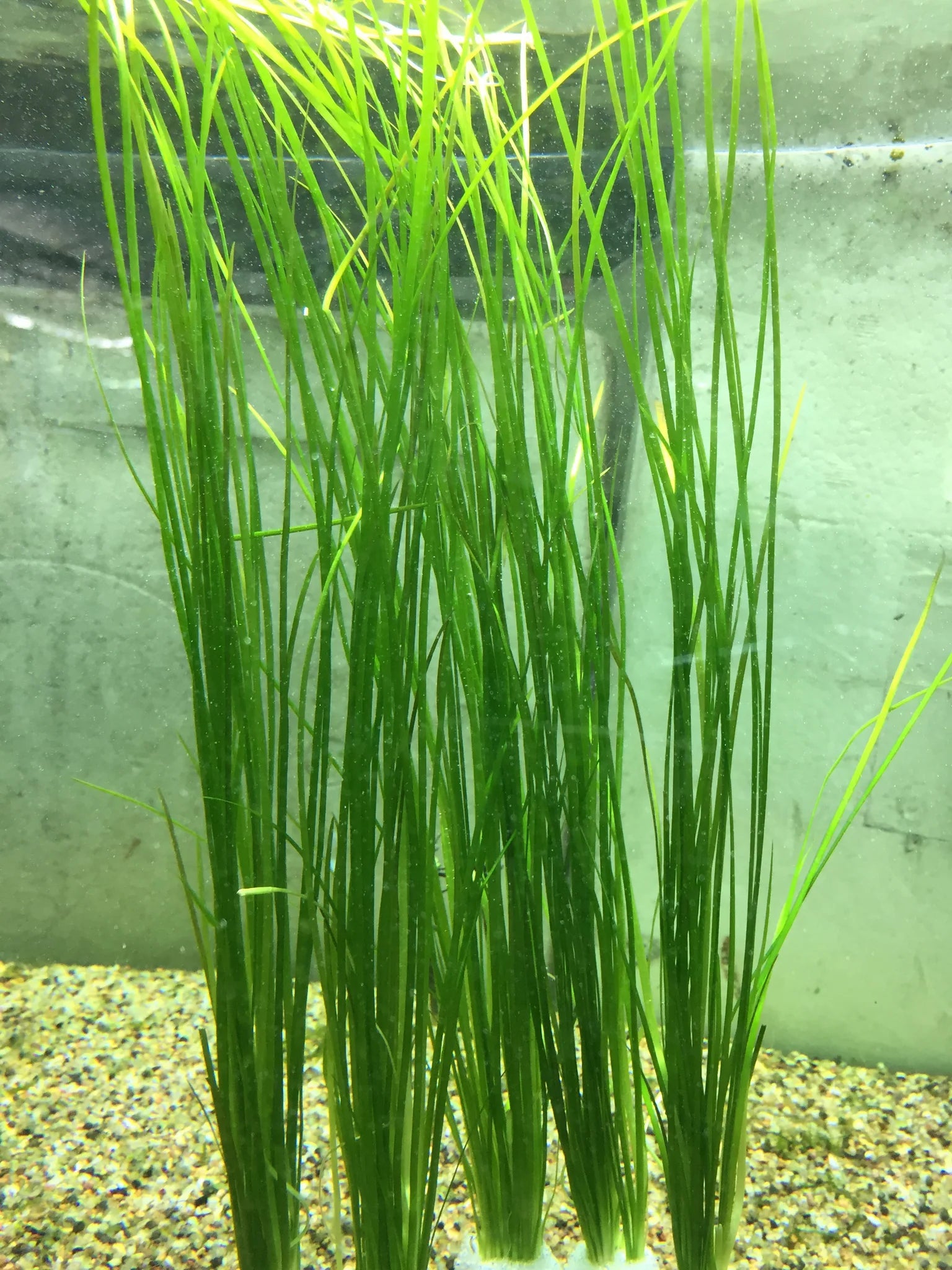 Narrowleaf Vallisneria (Vallisneria Nana)
