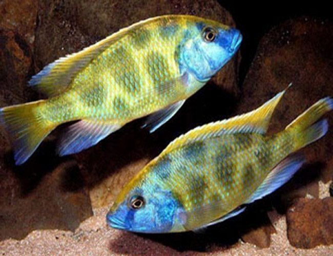 Venustus Giraffe Cichlid (Nimbochromis venustus)