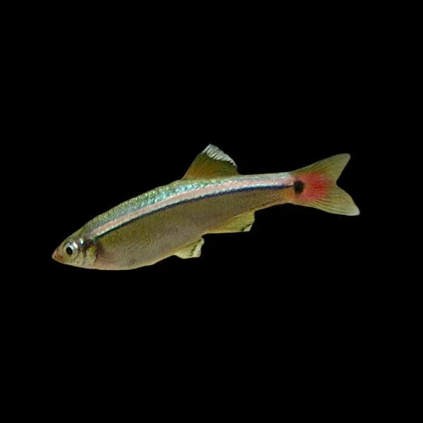 White Cloud Minnow (Tanichthys Albonubes)