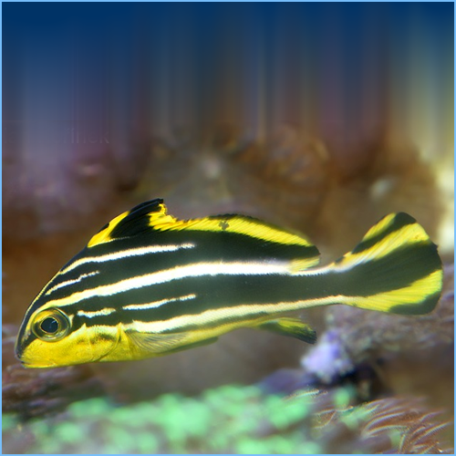 Striped Sweet Lips / Silver-banded Sweetlips (Plectorhinchus vittatus)