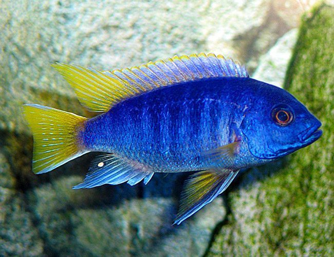Acei Violet Cichlid (Pseusotropheus Acei)