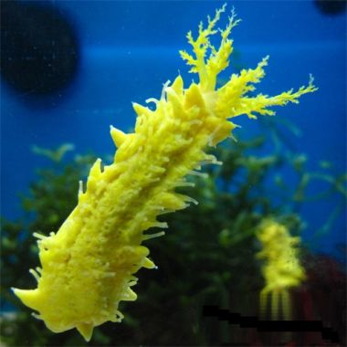Yellow Sea Cucumber (Colochirus robustus)