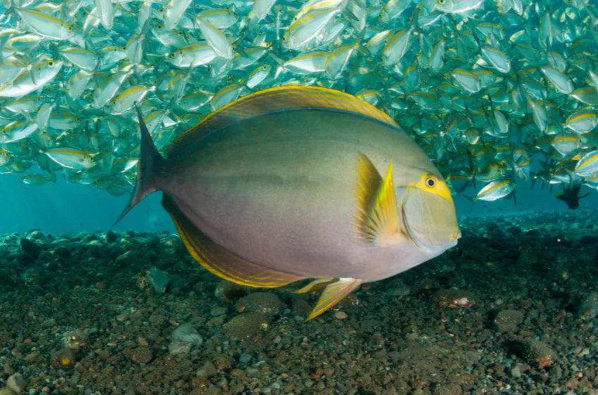 Yellowfin Tang (Acanthurus xanthopterus)