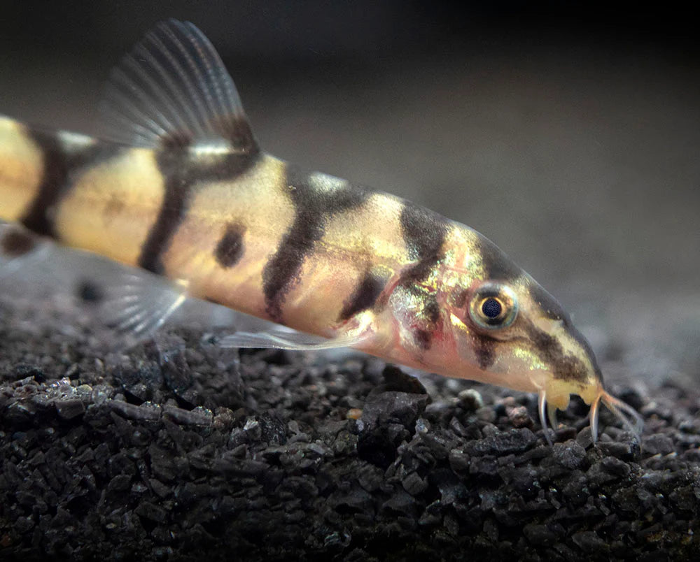 Yo-Yo Loach (Botia almorhae)
