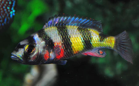 Zebra Obliquidens Cichlid