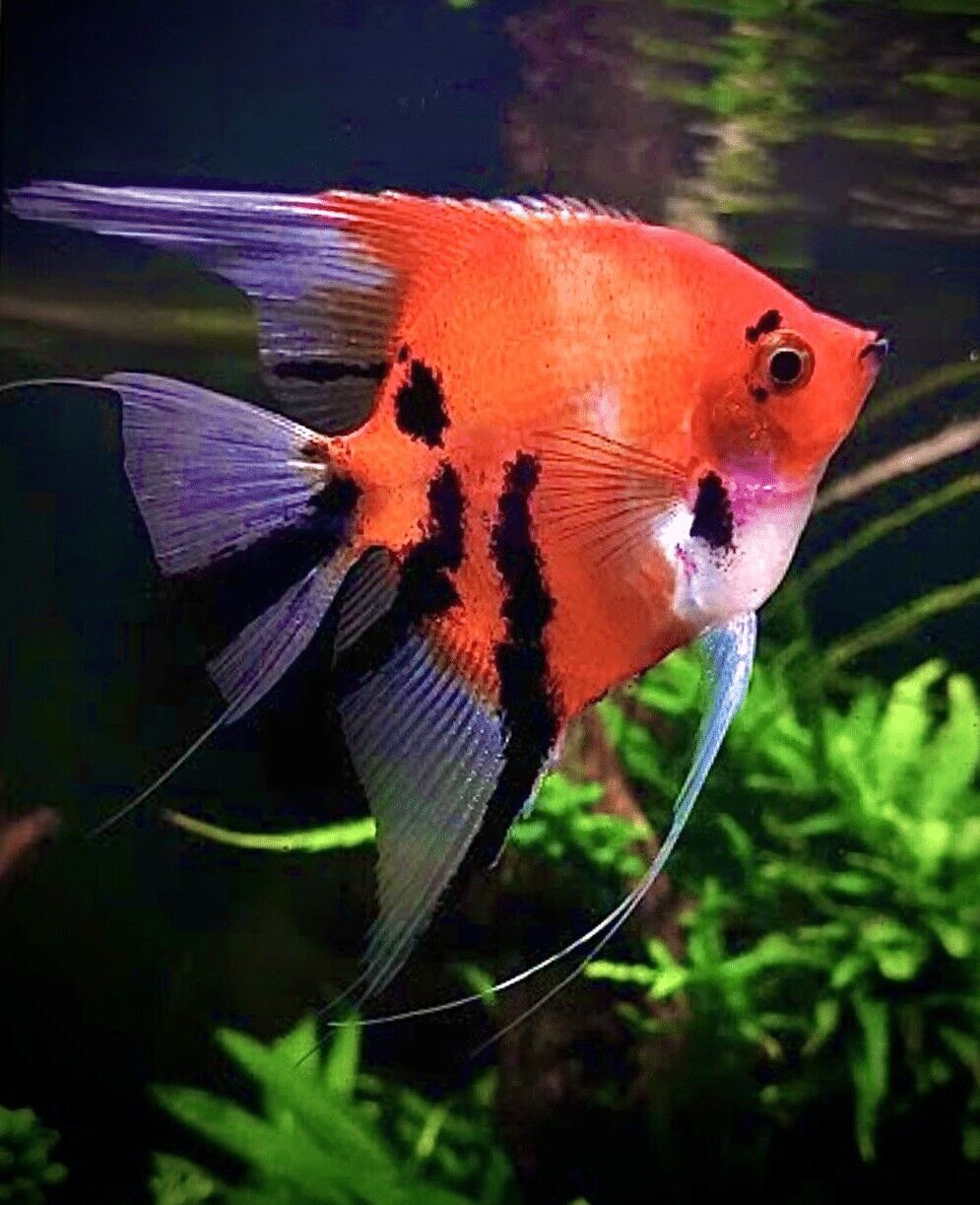 Super Red Devil Angelfish (Pterophyllum scalare sp.)