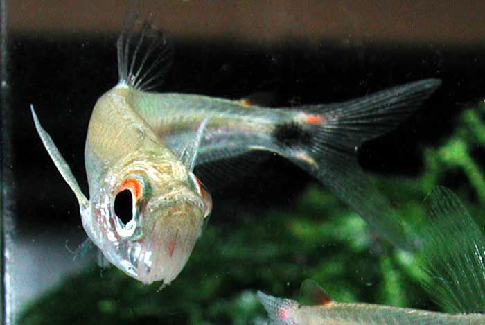 Arowana Tetra (Gnathocharax steindachneri)