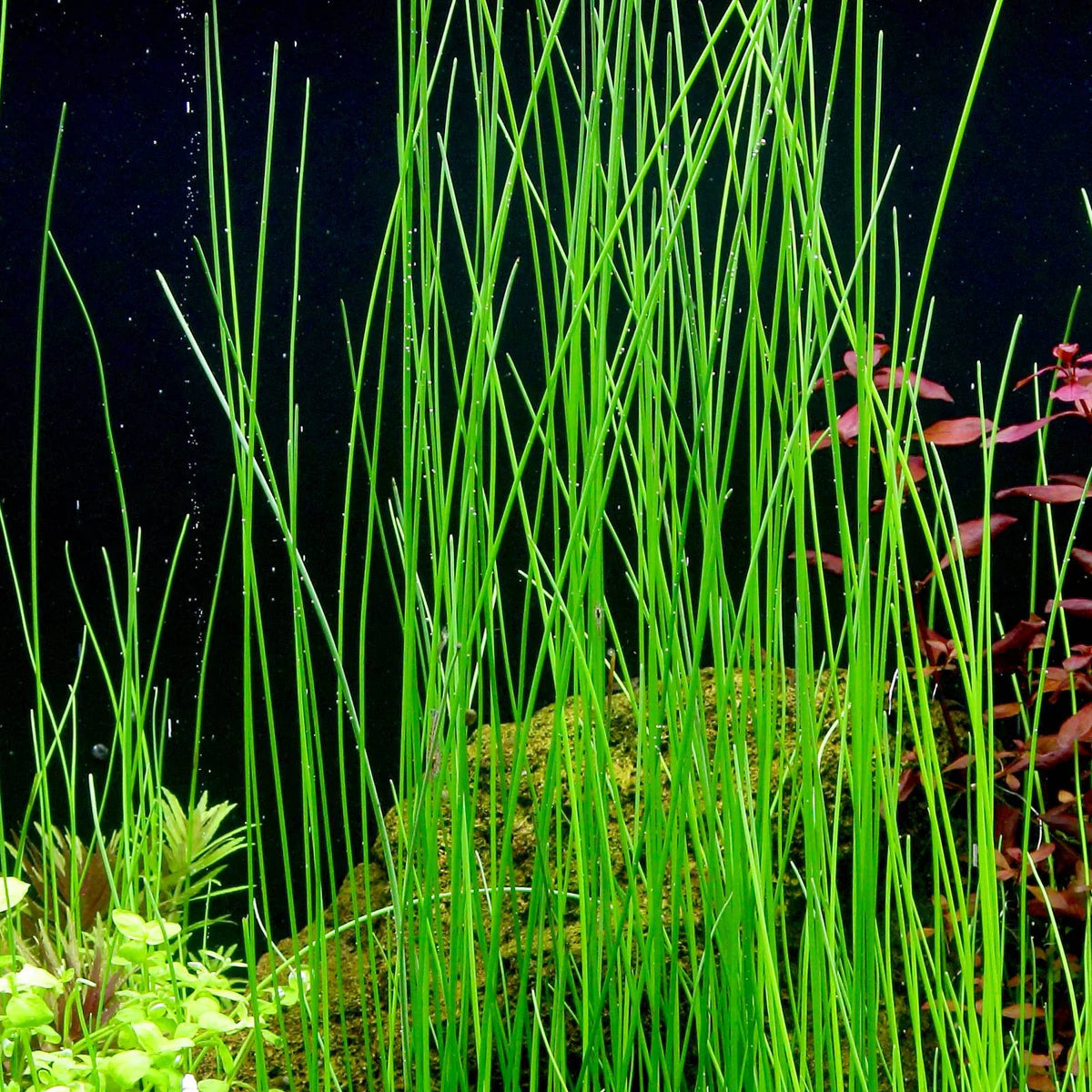 Giant Hairgrass (Eleocharis montevidensis)