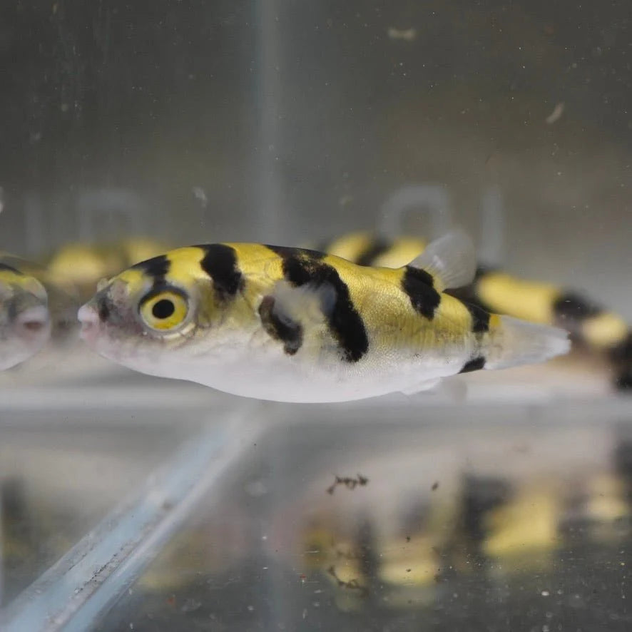 Bumblebee Amazon Puffer (Colomesus asellus)