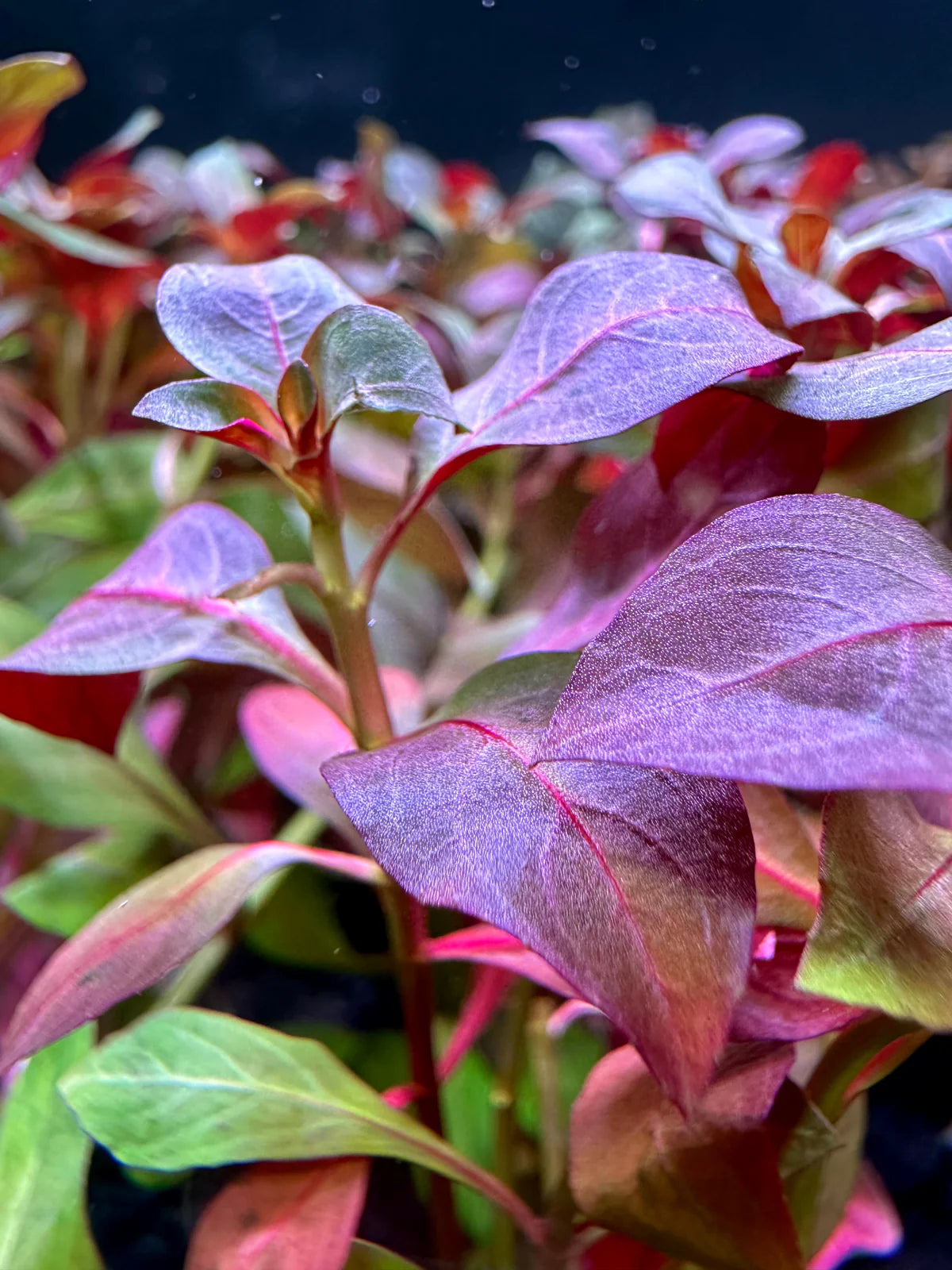 Ludwigia peruensis/glandulosa (Ludwigia inclinata)