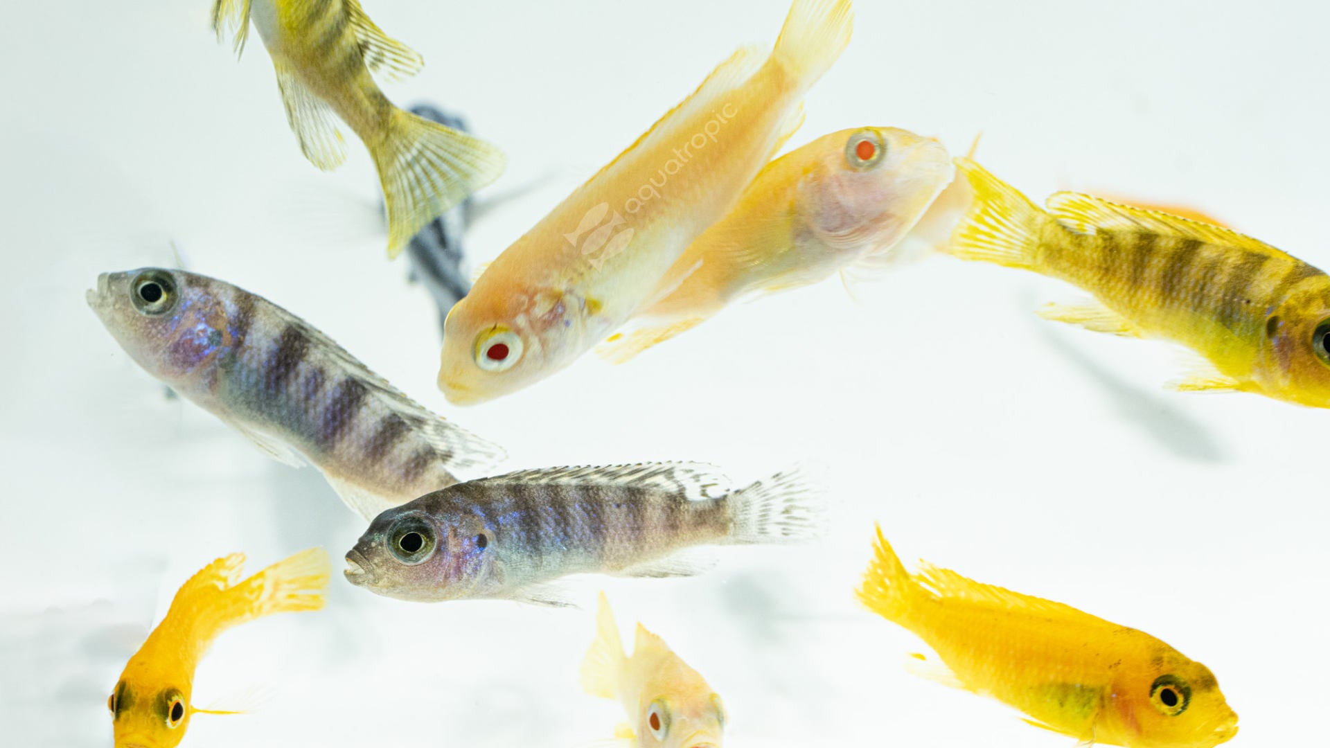 Mixed Mbuna