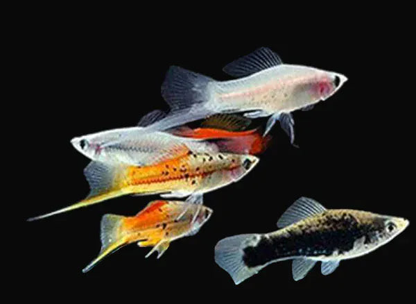 Assorted Swordtail (Xiphophorus hellerii)