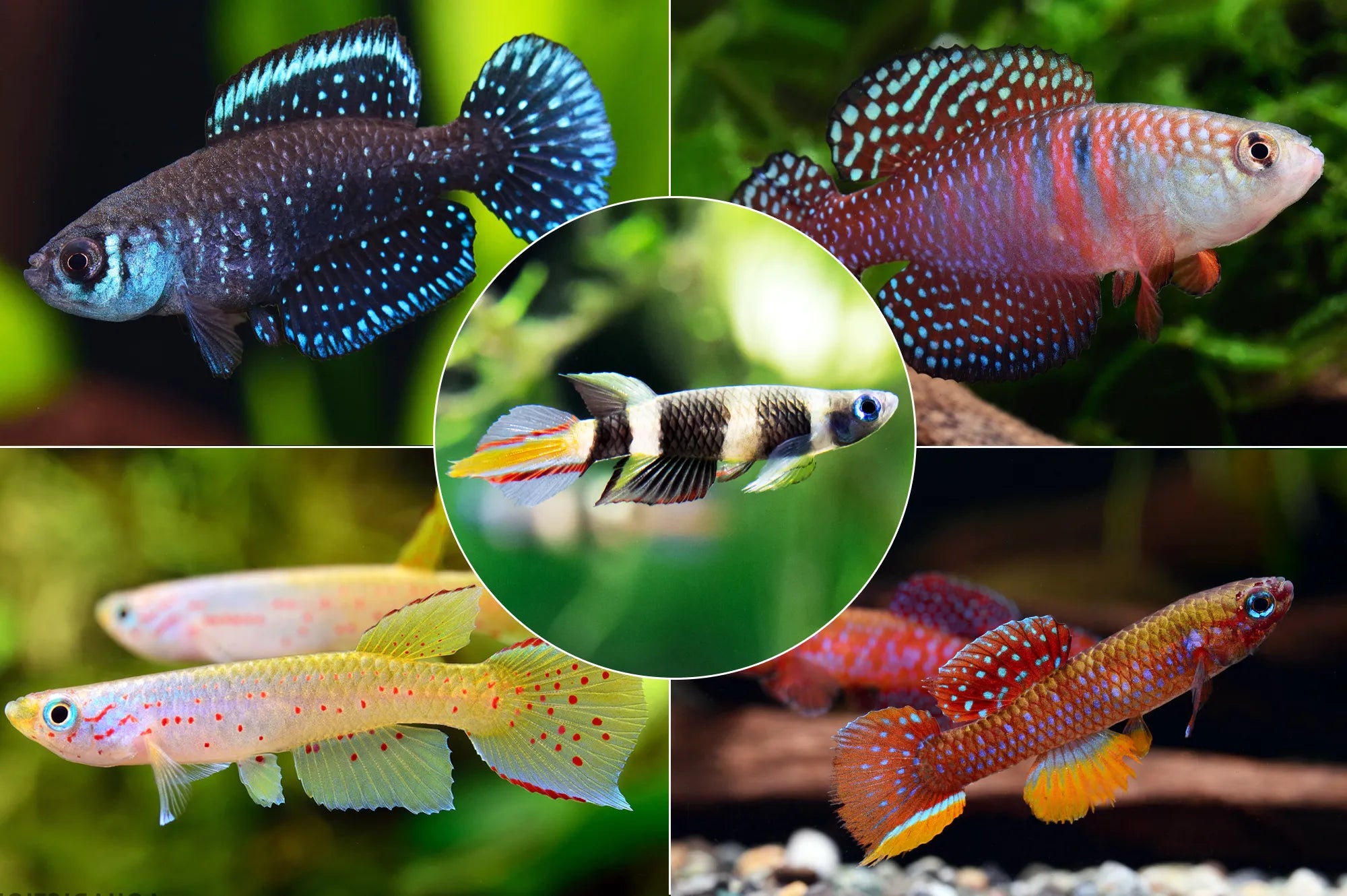 Killifish - Assorted