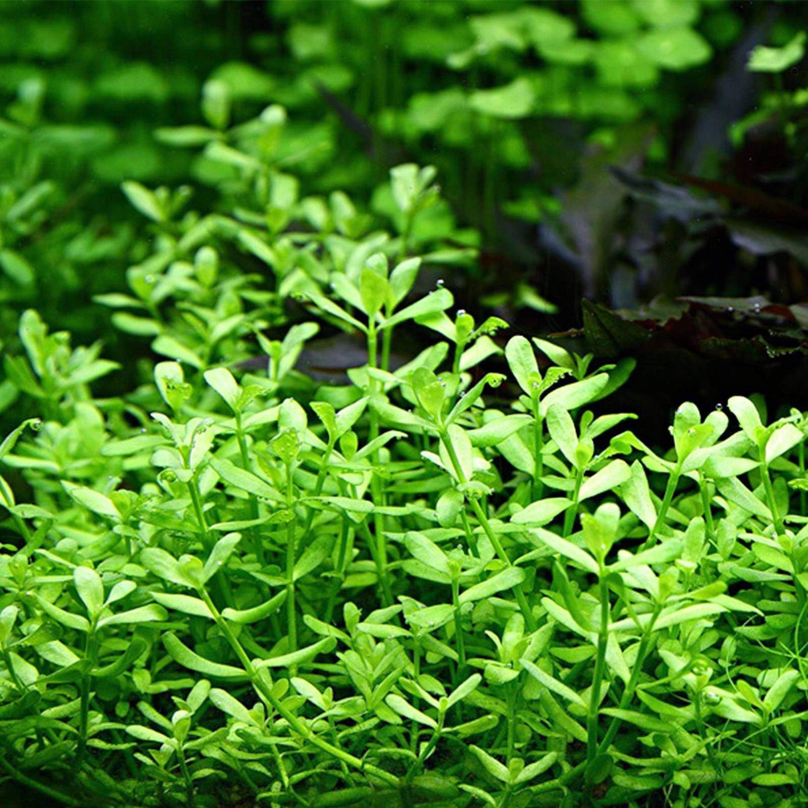 Bacopa monnieri (Bacopa monnieri)