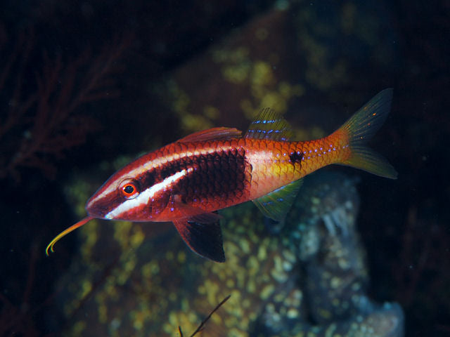Bicolor Goatfish (Parupeneus barberinoides)