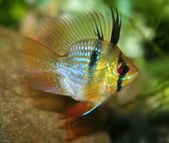 Balloon Ram Cichlid (Microgeophagus ramirezi sp)