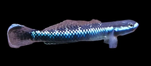 Stiphodon Goby (Stiphodon elegans)