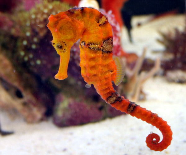 Orange Reidi Seahorse (Hippocampus reidi)
