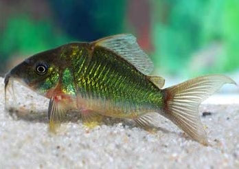 Green Corydoras catfish (Corydoras aeneus)