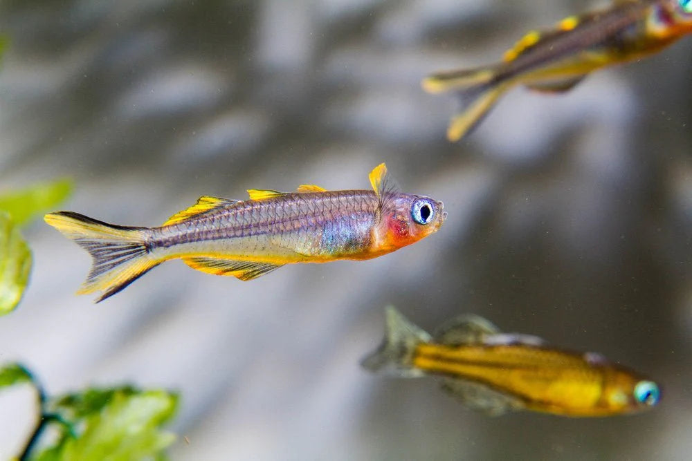 Forktail Rainbowfish (Pseudomugil furcatus)