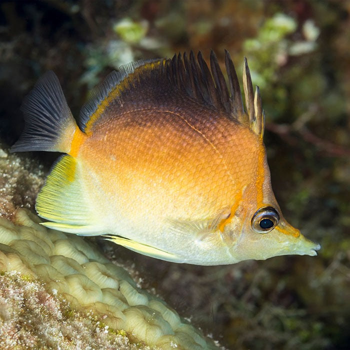 Longnose Atlantic Butterflyfish (Prognathodes aculeatus)