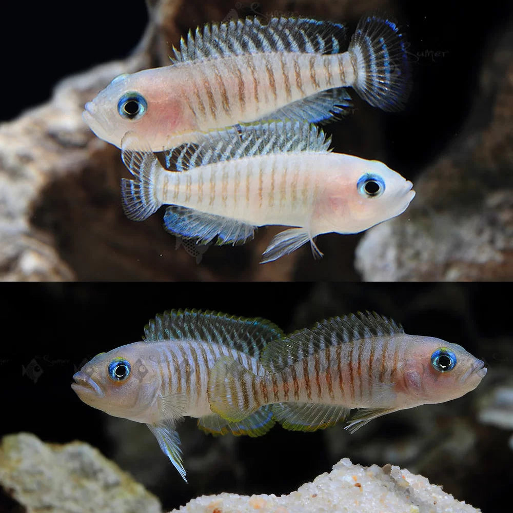 Multies Shell Dweller (Neolamprologus multifasciatus)