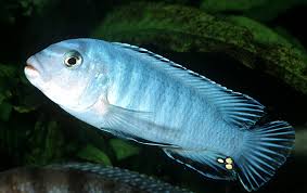 Pindani (Pseudotropheus socolofi)