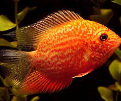 Red Spot Gold Severum (Heros cf. efasciatus)