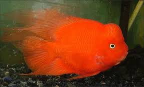 King Kong Blood Red Parrot Cichlid (Cichlasoma sp)