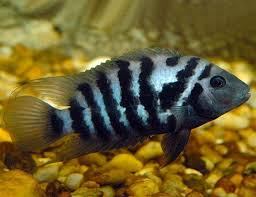 Convict Cichlid (Amatitlania nigrofasciata)