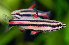 Dwarf Pencil Fish (Nannostomus marginatus)