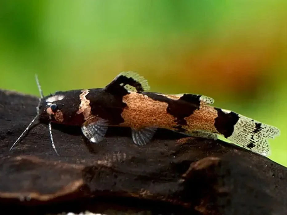 Dwarf Marbled Catfish (Microglanis poecilus)