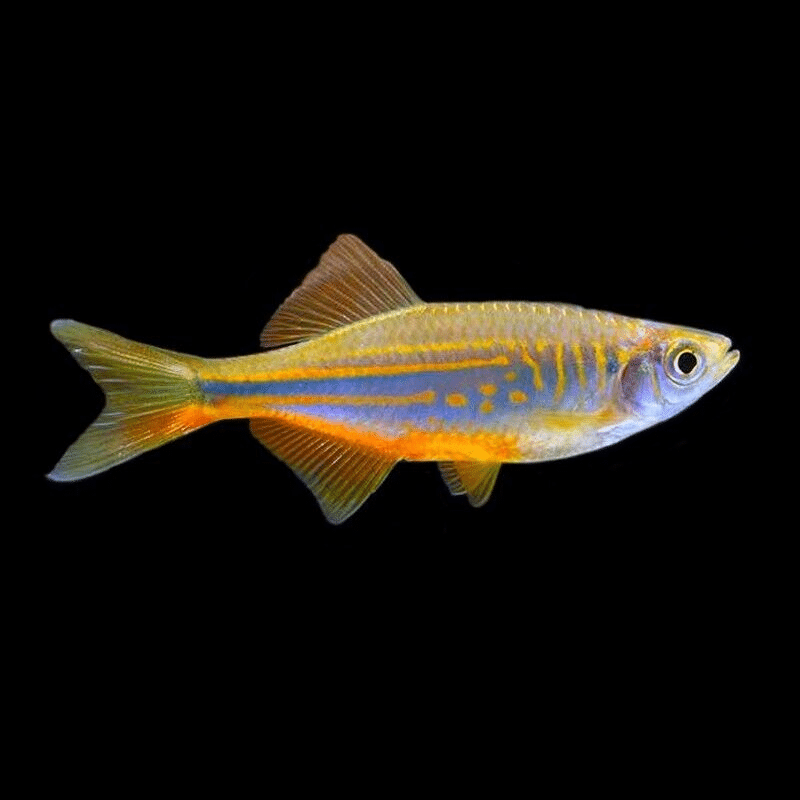 Orange Giant Danios (Devario aequipinnatus)