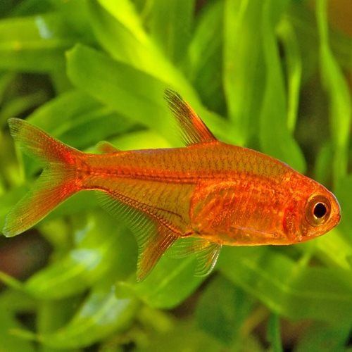 Ember Tetra (Hyphessobrycon amandae)