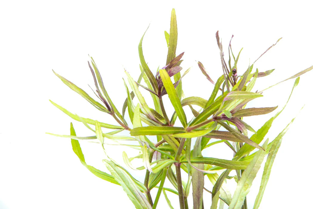 Pogostemon Stellatus Eustralis
