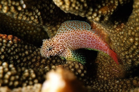 Red Leopard Blenny (Exallias brevis)