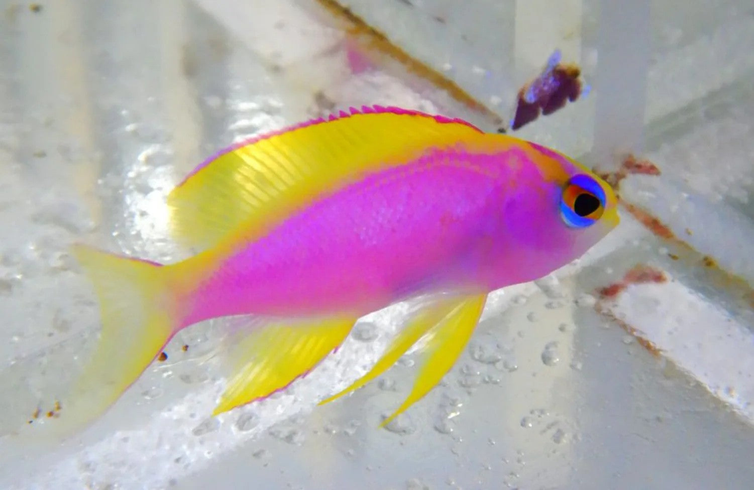 Ventralis Anthias (Pseudanthias ventralis)